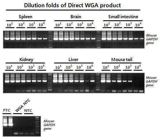 다양한 동물 조직 시료에서 Direct WGA의 효율 테스트. 동물 조직에서는 103 이상의 효율로 전체 genomic DNA를 증폭함. 104 배까지 연차 희석한 Direct WGA 산물에 대하여 mouse GAPDH 유전자 특이적인 프라이를 이용하여 644 bp 크기의 PCR 산물에 대한 증폭 민감도를 테스트함.