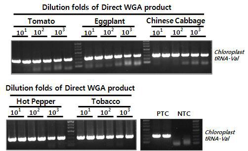 다양한 식물 잎조직 시료로부터 증폭된 Direct WGA 산물의 PCR 테스트. 103 배까지 연차 희석한 Direct WGA 산물에 대하여 Chloroplast tRNA-Val 특이적인 프라이를 이용하여 297 bp 크기의 PCR 산물에 대한 증폭 민감도를 테스트함.