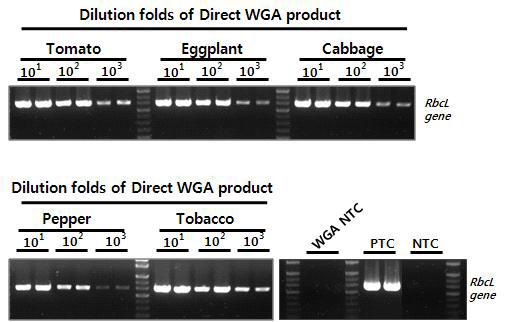 다양한 식물 잎조직 시료로부터 증폭된 Direct WGA 산물의 PCR 테스트. 103 배까지 연차 희석한 Direct WGA 산물에 대하여 RbcL 유전자에 특이적인 프라이를 이용하여 670 bp 크기의 PCR 산물에 대한 증폭 민감도를 테스트함.
