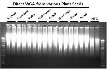 다양한 식물 종자로부터 Direct WGA 테스트. 5 mm 크기의 분쇄된 종자를 50 ul DM buffer와 혼합 후 2 ul 의 lysate(0.2 mm 크기의 조직을 사용한 것과 동일)로부터 30 ℃, 1시간 30분 동안 반응.