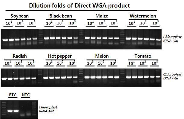 다양한 식물 종자로부터 증폭된 Direct WGA 산물의 PCR 테스트. 103 배까지 연차 희석한 Direct WGA 산물에 대하여 Chloroplast tRNA-Val 특이적인 프라이를 이용하여 297 bp 크기의 PCR 산물에 대한 증폭 민감도를 테스트함.