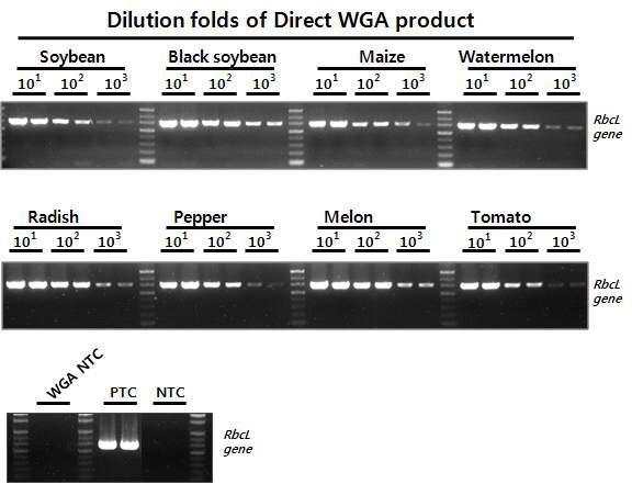 다양한 식물 종자로부터 증폭된 Direct WGA 산물의 PCR 테스트. 103 배까지 연차 희석한 Direct WGA 산물에 대하여 RbcL 유전자에 특이적인 프라이를 이용하여 670bp 크기의 PCR 산물에 대한 증폭 민감도를 테스트함.