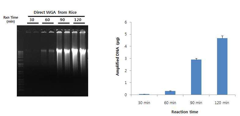 쌀로부터 Direct WGA에 의하여 합성되는 전체 DNA의 정량. 30분 간격으로 증폭되는 DNA 양을 Quant-iT™ Assay Kit와 Qubit fluorometer (Invitrogen, USA)를 이용하여 측정.