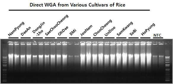 일반미 품종 쌀시료에 대한 Direct WGA 테스트. 12 종의 일반미 쌀 품종에 대하여 테스트 됨.