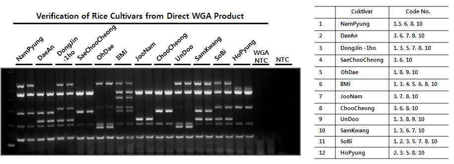 일반미 품종 쌀시료로부터 증폭된 Direct WGA 산물에 대한 쌀 품종 검정용 Allele-specific Multiplex PCR. Multiplex PCR에서 증폭된 산물의 pattern을 공시된 각 품종의 코드번호와 확인하여 쌀 품종에 대한 Direct WGA 증폭 효율 및 정확도를 평가하였다.