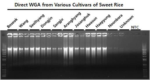 찹쌀 품종 쌀시료에 대한 Direct WGA 테스트. 11의 일반미 쌀 품종에 대하여 테스트 됨.