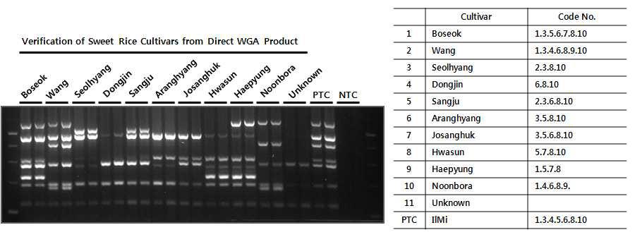 찹쌀 품종 쌀시료로부터 증폭된 Direct WGA 산물에 대한 쌀 품종 검정용 Allele-specific Multiplex PCR. Multiplex PCR에서 증폭된 산물의 pattern을 공시된 각 품종의 코드 번호와 확인하여 쌀 품종에 대한 Direct WGA 증폭 효율 및 정확도를 평가하였다.