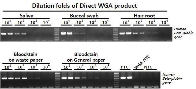 임상 및 법의학 관련 유사 시료로부터 증폭된 Direct WGA 산물의 PCR 테스트. 104 배까지 연차 희석한 Direct WGA 산물에 대하여 human beta-globin 유전자에 특이적인 프라이를 이용하여 546 bp 크기의 PCR 산물에 대한 증폭 민감도를 테스트함.
