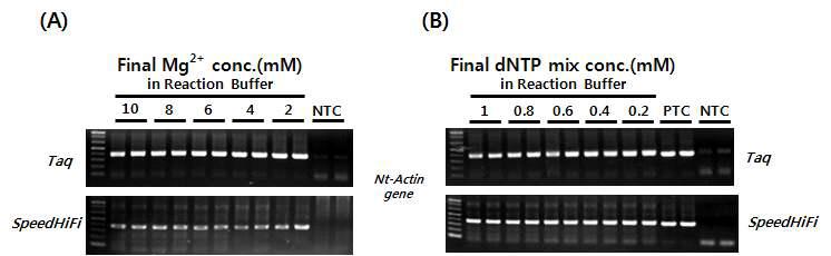 One-Step Direct WGA-PCR 기술 개발의 위한 조건 set-up. WGA Buffer 시스템에서 target DNA의 PCR 증폭 여부 테스트. 담배 잎으로부터 분리/정제된 10 ng의 gDNA와 담배 actin 유전자 특이적인 프라이머가 본 테스트에 사용되었다.