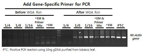 One-Step Direct WGA-PCR 기술 개발의 위한 조건 set-up. 담배 잎으로부터 분리/정제된 10 ng의 gDNA와 담배 actin 유전자 특이적인 프라이머를 이용하여 One-Step WGA-PCR 반응의 set-up.