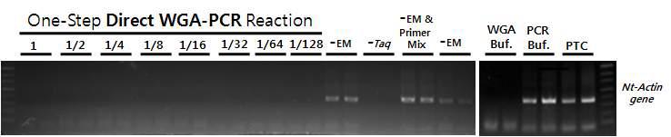 One-Step Direct WGA-PCR 기술 개발의 위한 조건 set-up. 담배 잎 조직을 직접 사용하여 담배 actin 유전자 특이적인 프라이머를 이용하여 One-Step Direct WGA-PCR 반응의 set-up.
