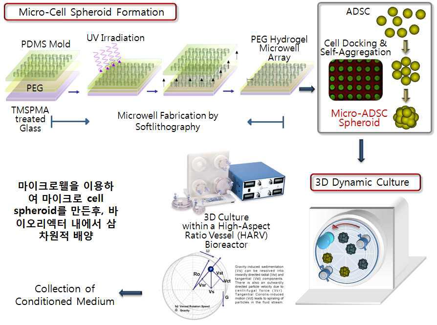 micro cell-spheroid 제조공정 및 3차원 배양