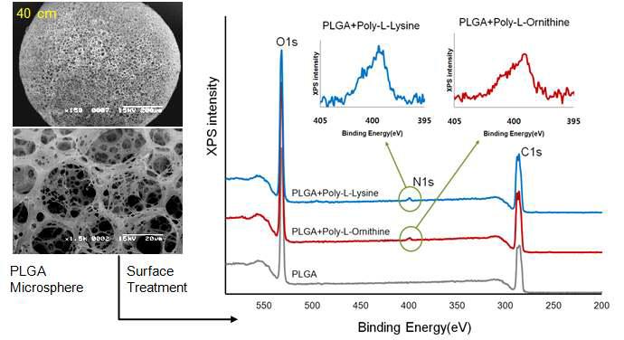 XPS를 이용한 poy-L-lysine과 poly-L-ornithine 코팅 분석