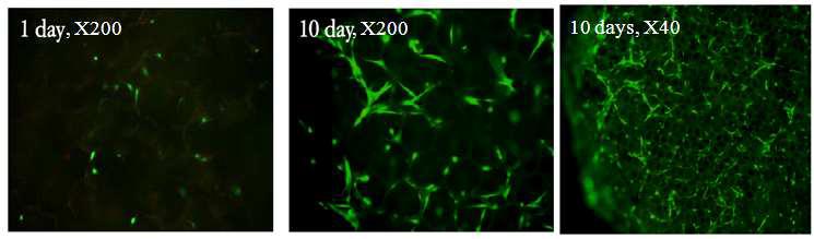 동일 세포 수 조건의 2차원 및 3차원 배양 시 cell viability