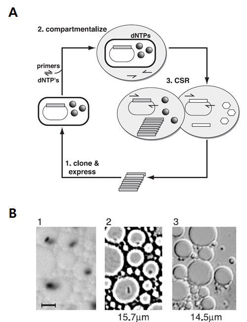 Strategy for directed evolution of DNA polymerase.