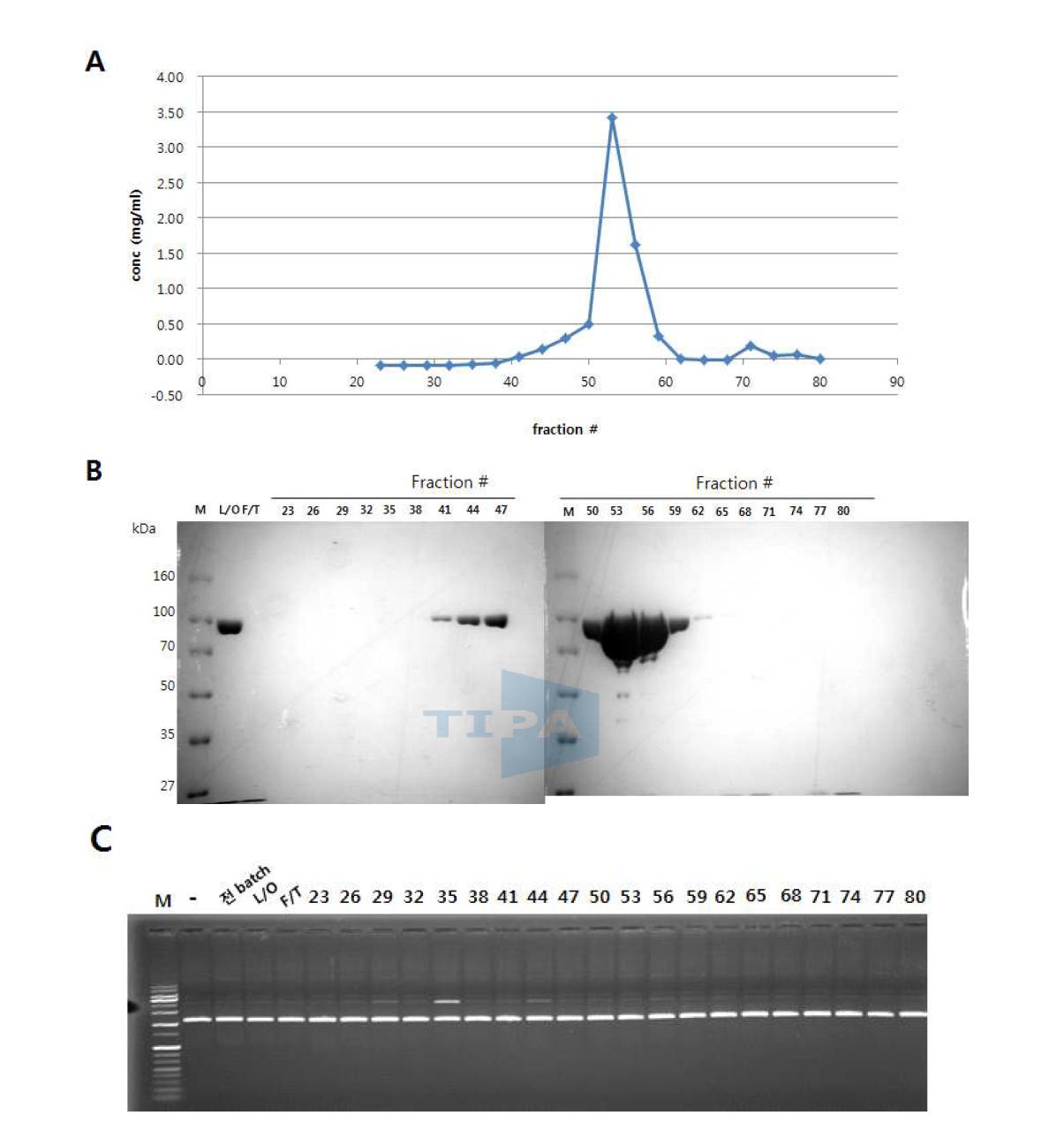 Heparin sepharose를 통한 wild-type Taq polymerase 의 정제 및 오염도 검사.