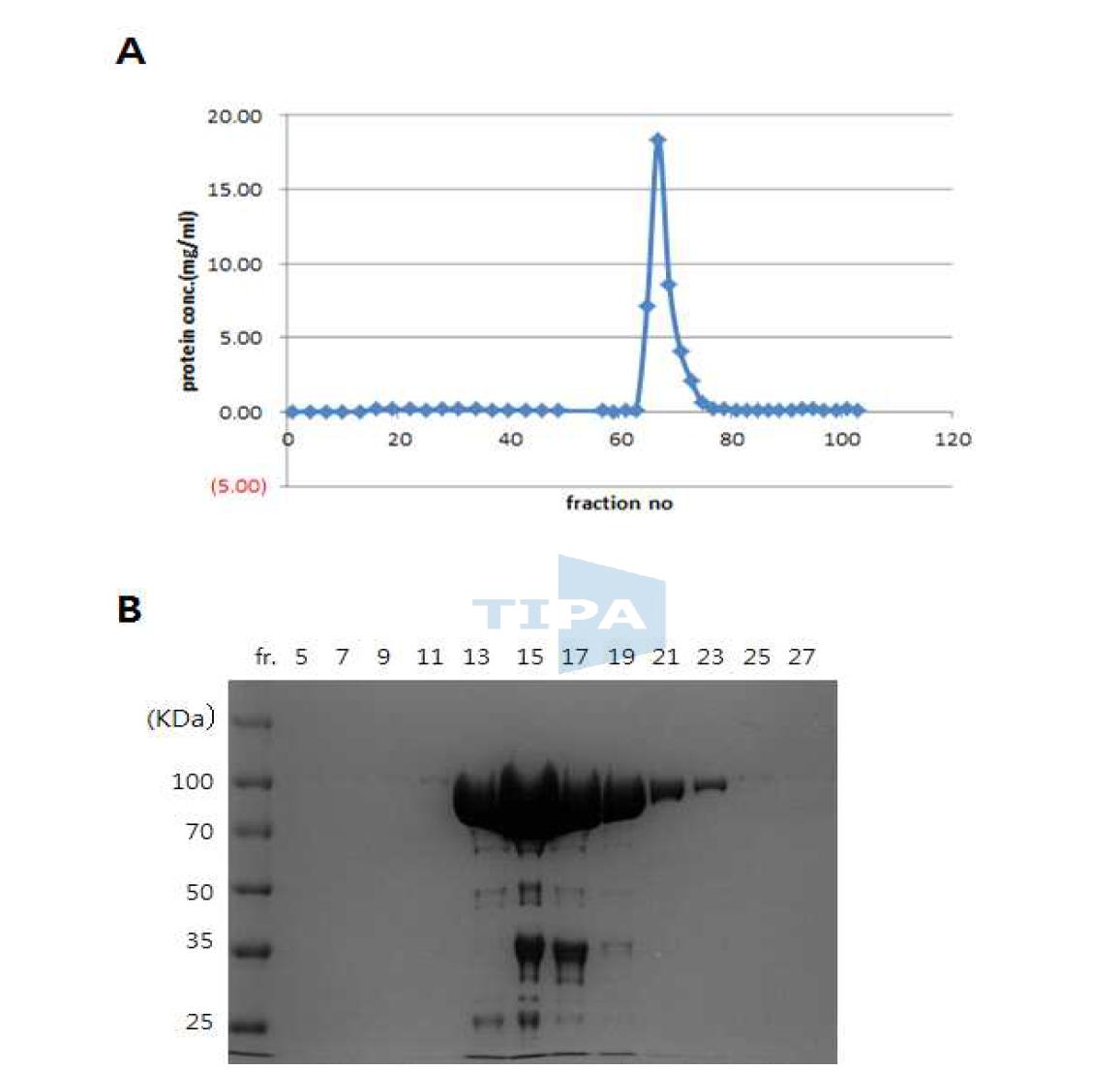 Ni-NTA column 을 통한 mutant #4 Taq polymerase 의 정제.