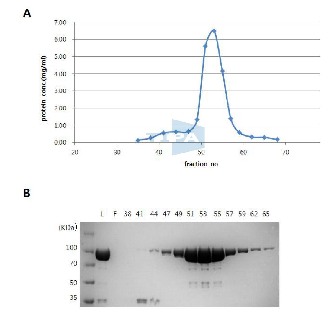 Heparin column 을 통한 mutant #4 Taq polymerase 의 정제.