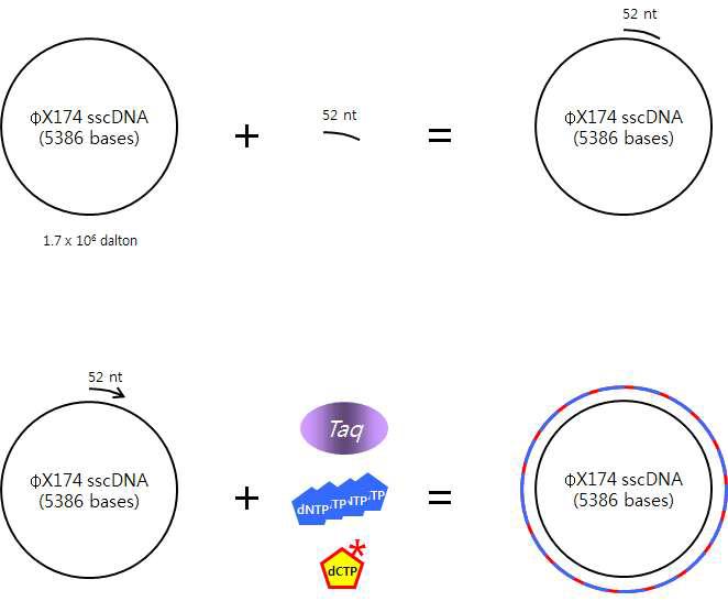 Experimental scheme of polymerase assay.