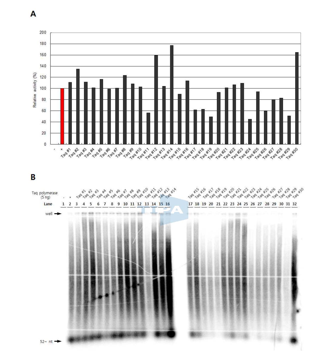 Initial screening of efficient Taq polymerase.