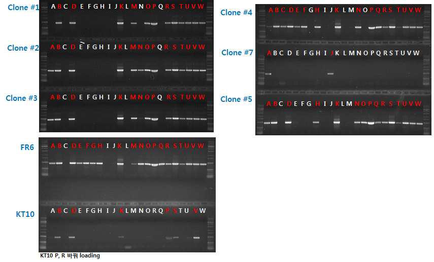 8종의 Taq polymerase의 최적 반응 buffer 1차 선별.
