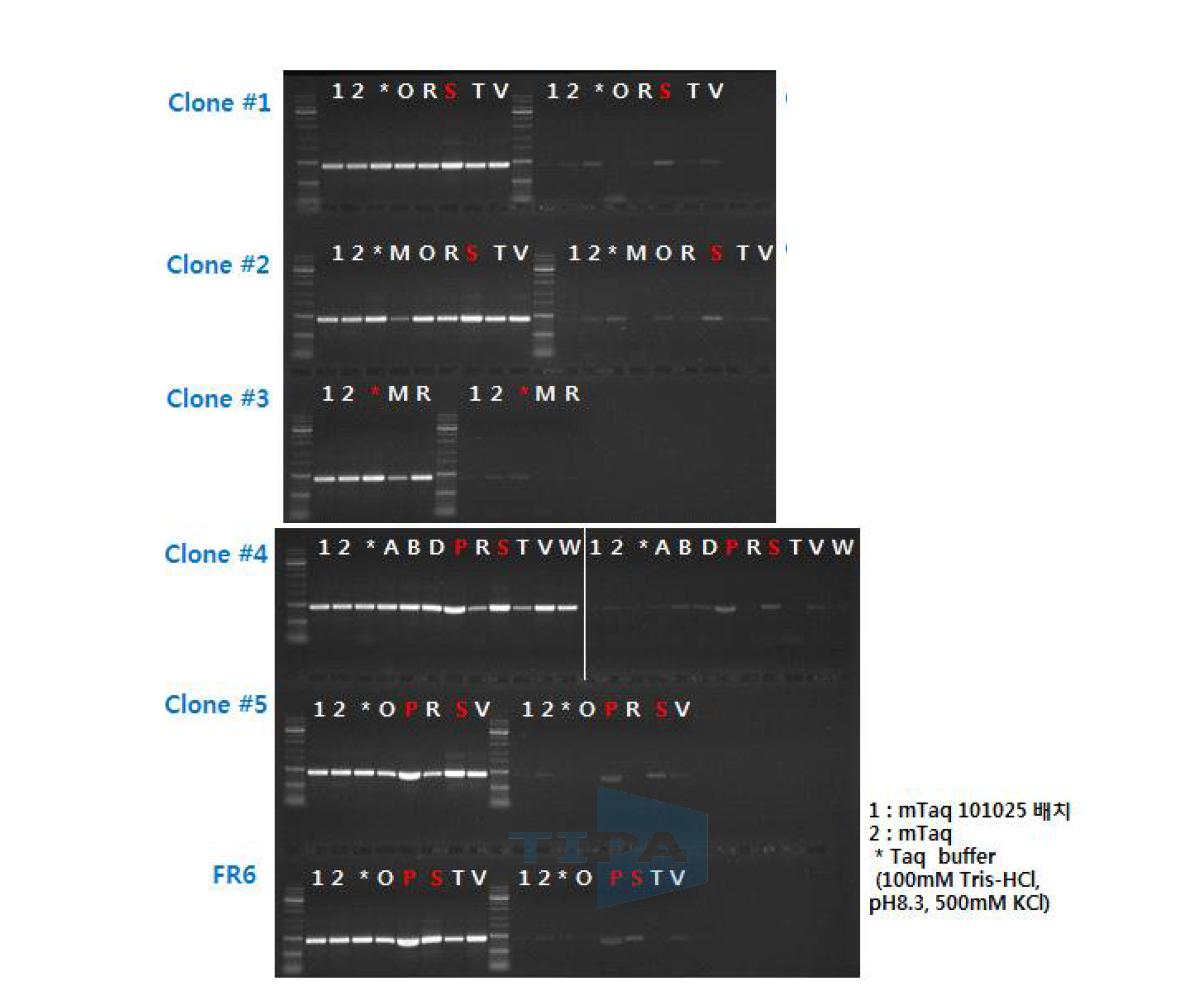 8종의 Taq polymerase의 최적 반응 buffer 최종 선별.