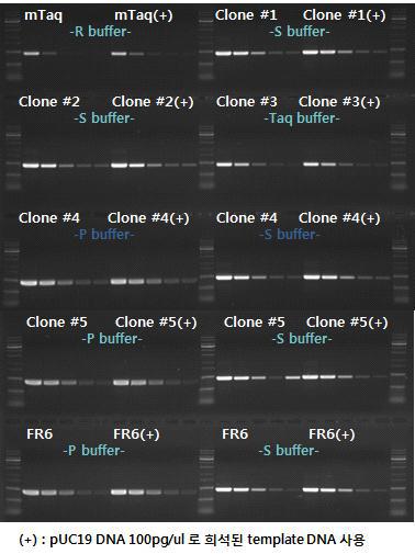 6종의 Taq polymerase와 mTaq의 PCR 활성도 비교.