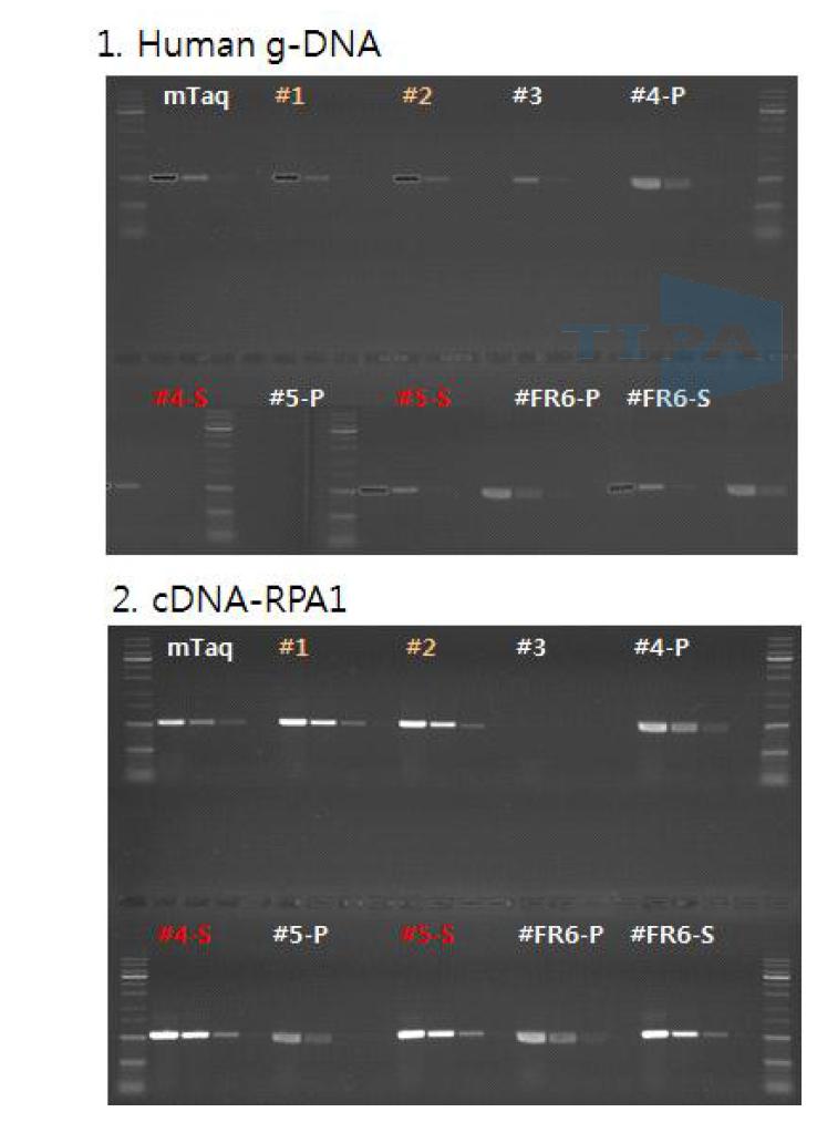 6종의 Taq polymerase와 mTaq의 PCR 활성도 비교.