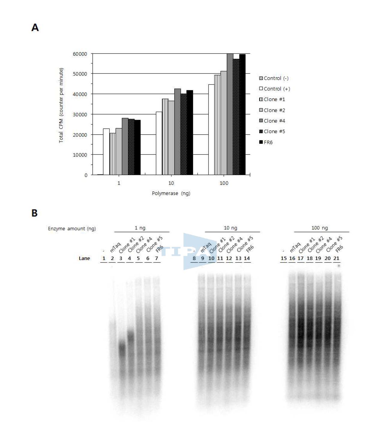 방사선 동위원소를 이용한 Taq polymerase 활성 비교.