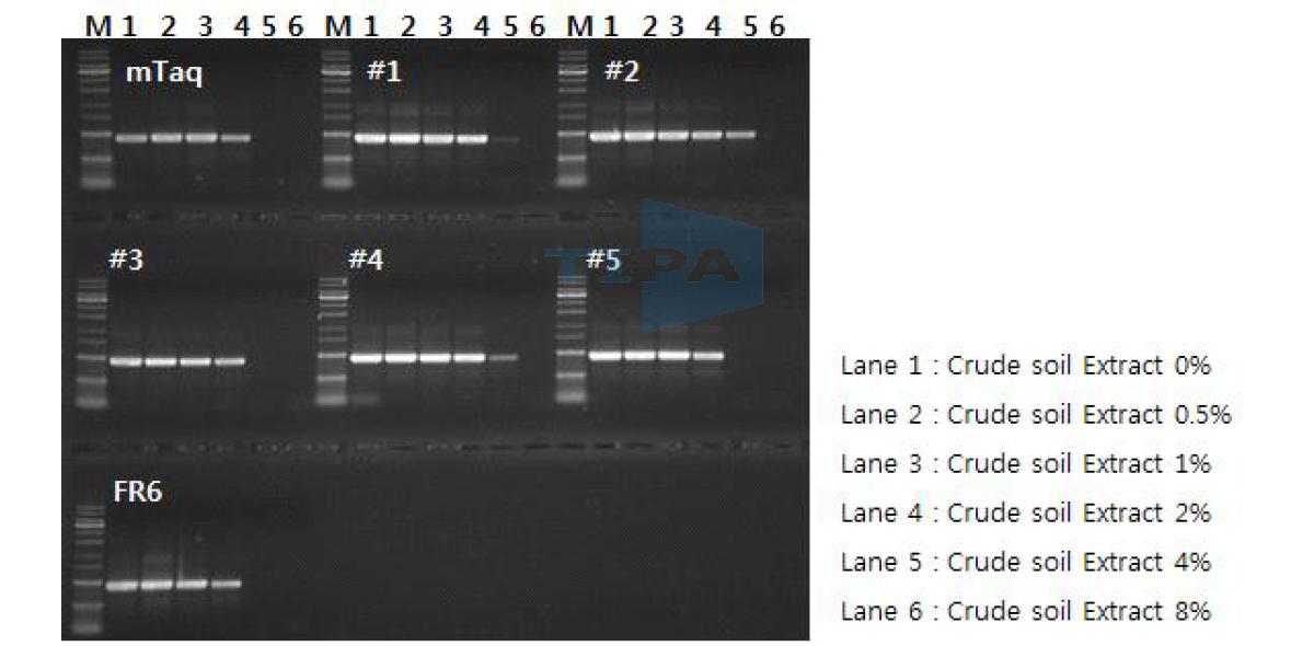 6종의 Taq polymerase와 mTaq 의 Inhibitor assay.