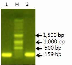 SP-EGF와 EGF-SP의 62℃ PCR 산물