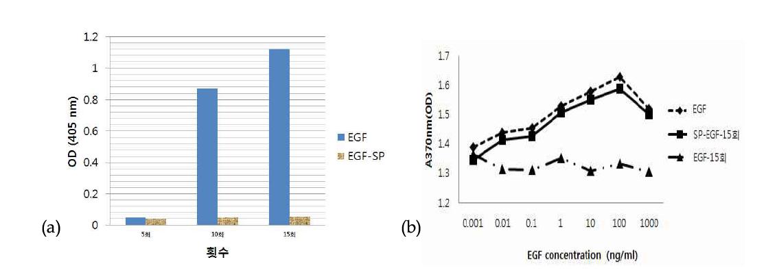 반복된 동결/해동에 따른 자연형 EGF와 SP-EGF 단백질의 변화