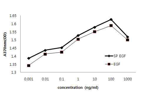 자연형 EGF와 SP-EGF 단백질의 세포활성 측정.