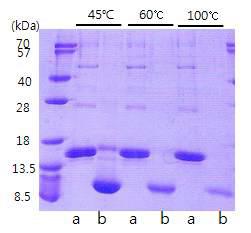 자연형 IGF와 IGF-SP 단백질의 열처리 온도에 따른 SDS-PAGE 결과