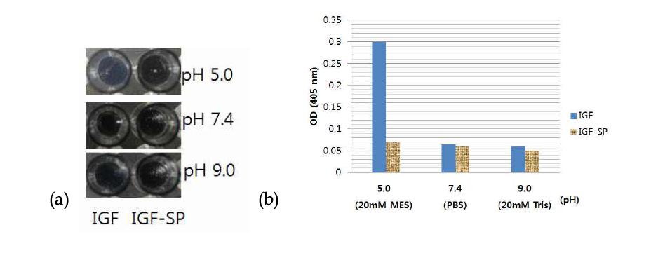 pH에 따른 자연형 IGF와 IGF-SP 단백질의 변화