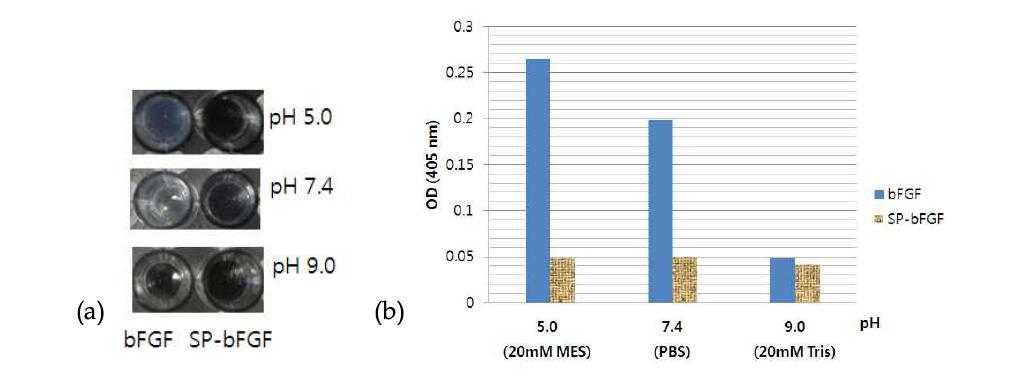 pH에 따른 자연형 bFGF와 SP-bFGF 단백질의 변화