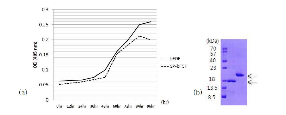 교반 시간에 따른 자연형 bFGF와 SP-bFGF 단백질의 변화