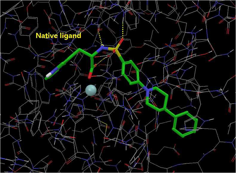 Human stromelysin과 native ligand