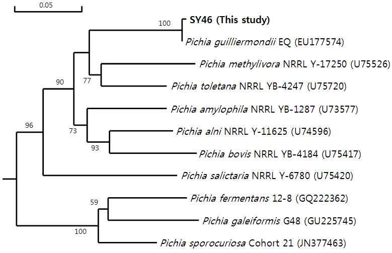 P. guilliermondii SY46과 다른 Pichia 속의 계통발생학적 유연관계