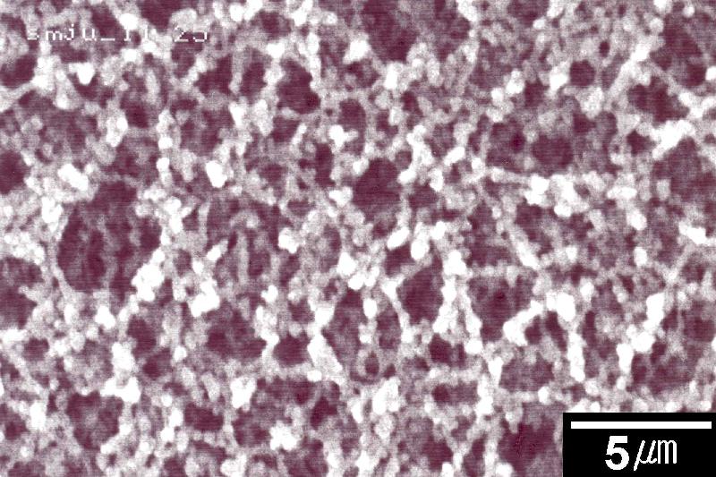 다공성 층(Porous layer) SEM 이미지