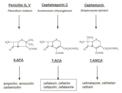 베타-락탐(β-lactam)계 항생제 제조 개요