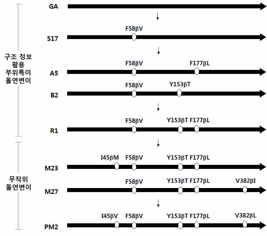 변이체 유전자의 아미노산 잔기의 변화도