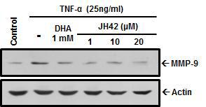 TNF-α를 처리한 섬유모세포에서 CD99 펩타이드에 의한 MMP-9 발현 변화
