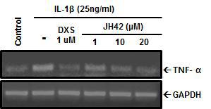 IL-1β를 처리한 각질세포에서 CD99 펩타이드에 의한 TNF-α 발현 변화