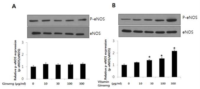 The effect of ginseng and vitamin ginseng on endothelial nitric oxide synthase (eNOS) activation in human umbilical vein endothelial cells (HUVECs).