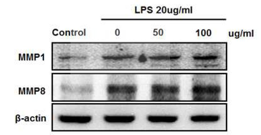마치현 및 금전초 추출물이 LPS에 의한 MMP-1과 MMP-8 단백질 발현에 미치는 영향