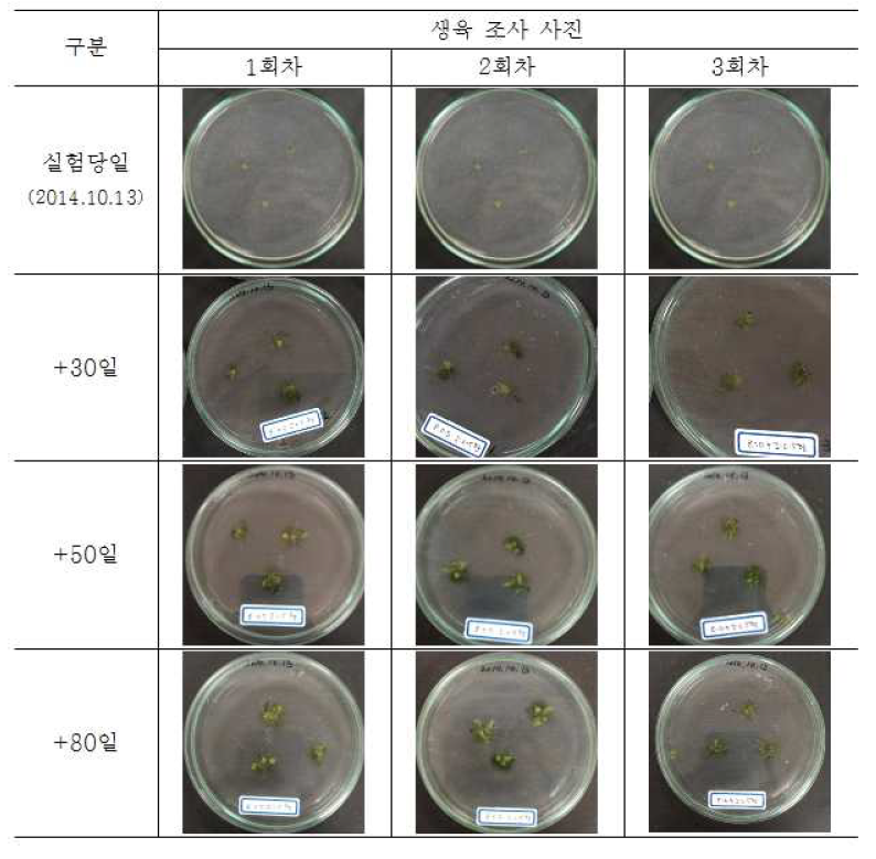 황토액과 Zeatin 0.5mg/L, IAA 0.5mg/L 배지에서 깃털이끼 생육 조사