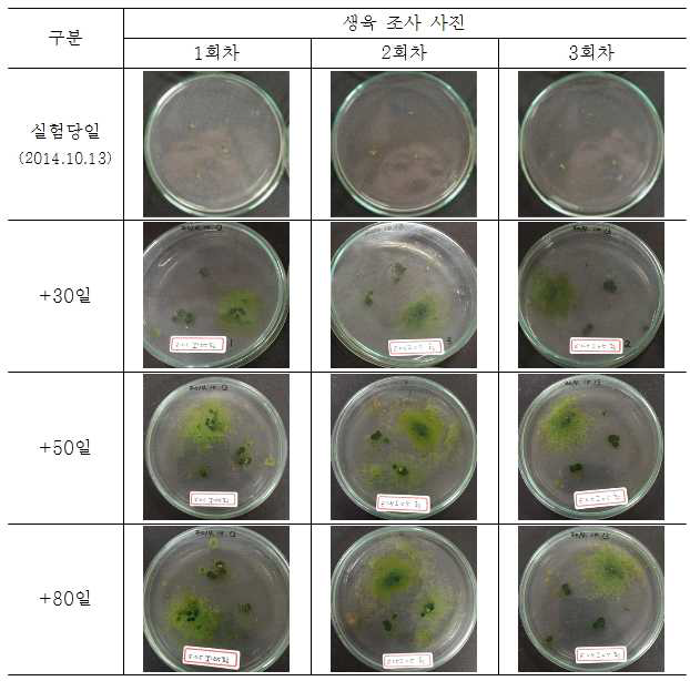 황토액과 Zeatin 0.5mg/L, IAA 0.5mg/L 배지에서 표주박이끼 생육 조사