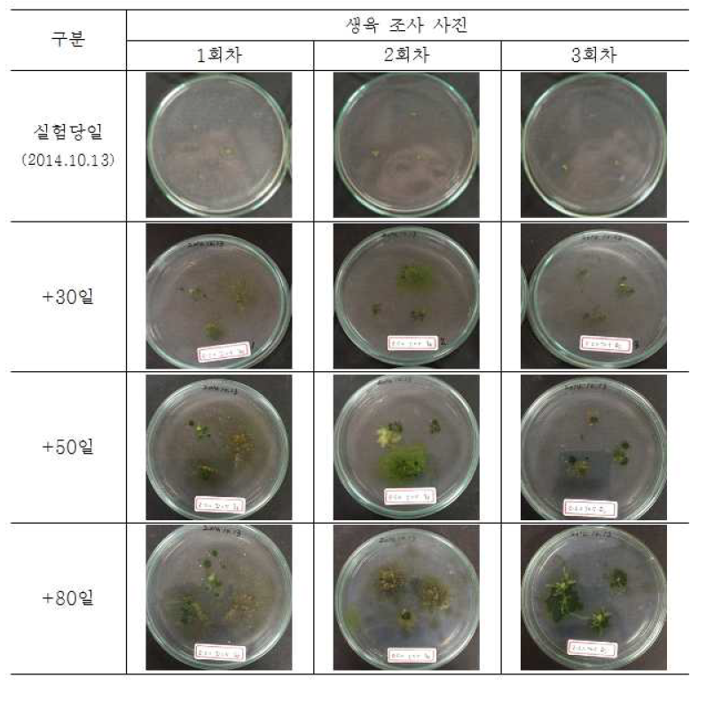황토액과 Zeatin 2.0mg/L, IAA 0.5mg/L 배지에서 표주박이끼 생육 조사