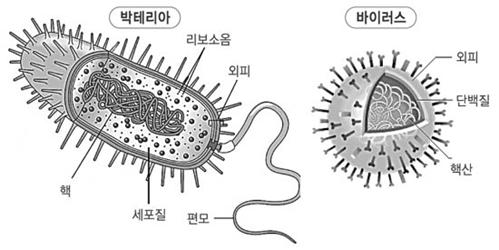 미생물의 형태 및 내외부의 구조